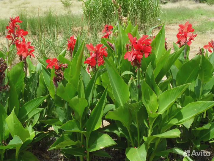 Канны цветы