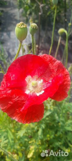 Маки декоративные семена