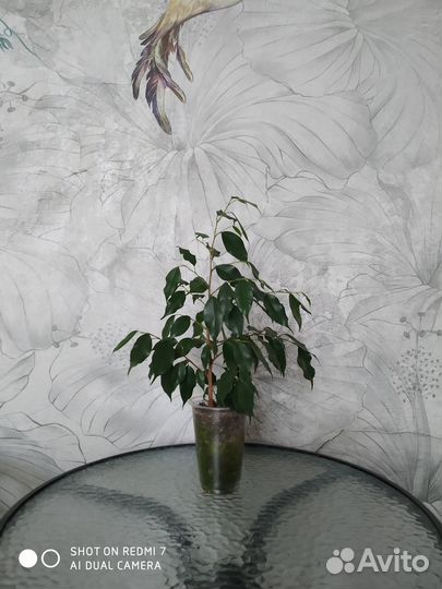Фикус бенджамина