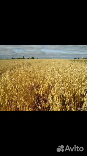 Продам овёс