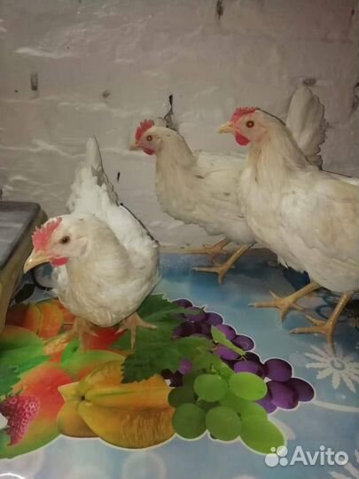 Куры несушки подрощенные