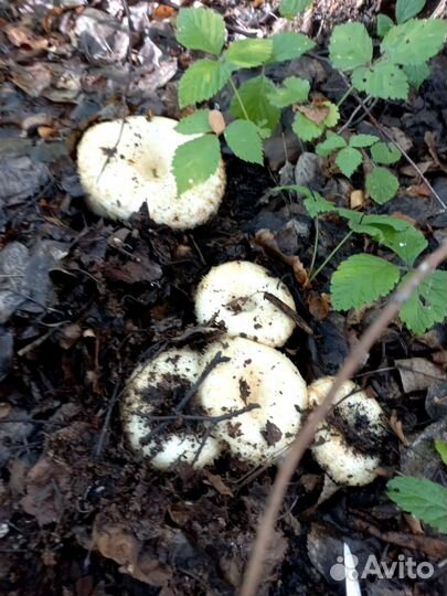 Продам грузди