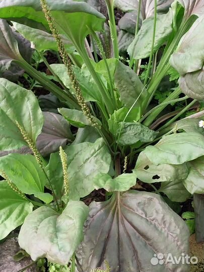 Подорожник красно-фиолетовый(пурпурный)