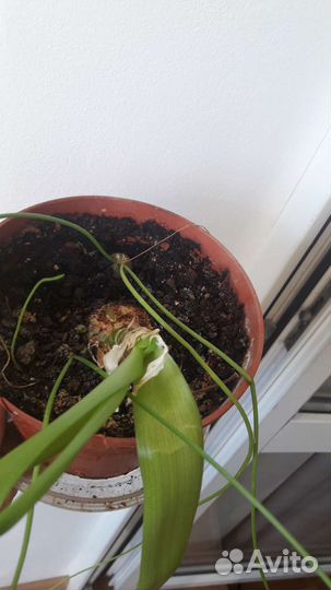 Алое,алоеВера,каланхое,инд лук,денежное дерево