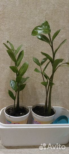 Замиокулькас