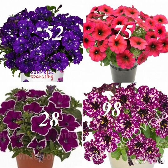 Цветы уличные как и комнатные