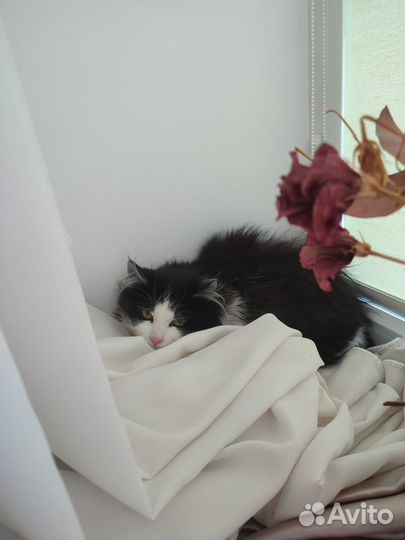Котенок подросток девочка в добрые руки