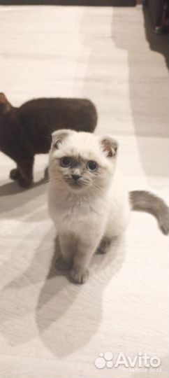 Котята