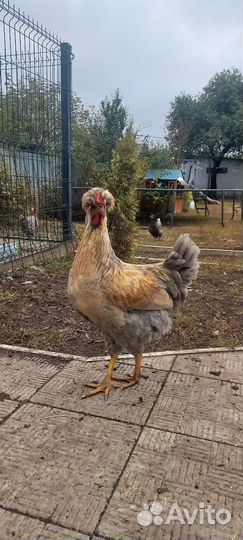 Молодые петушки