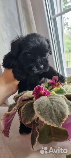 Цвергшнауцер щенок девочка