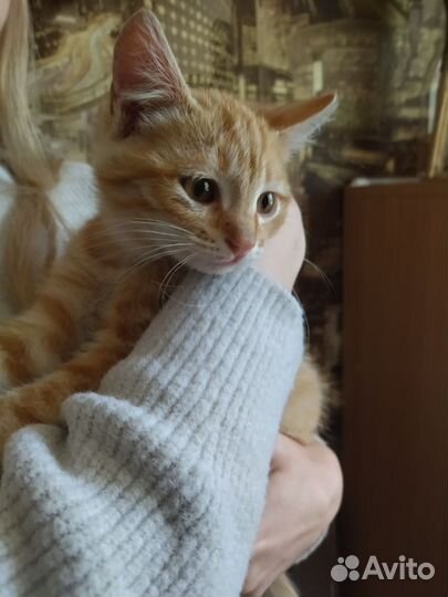 Рыжий котенок в добрые руки