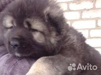 Кавказская овчарка