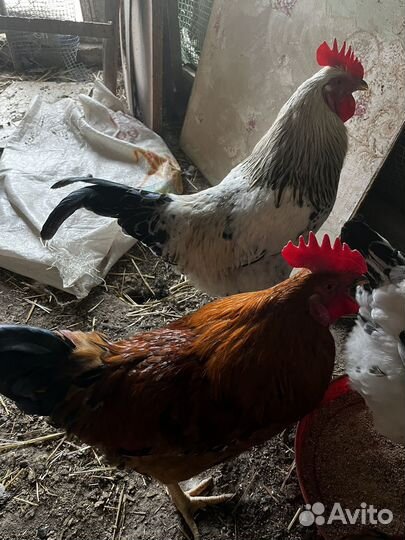 Молодые петухи