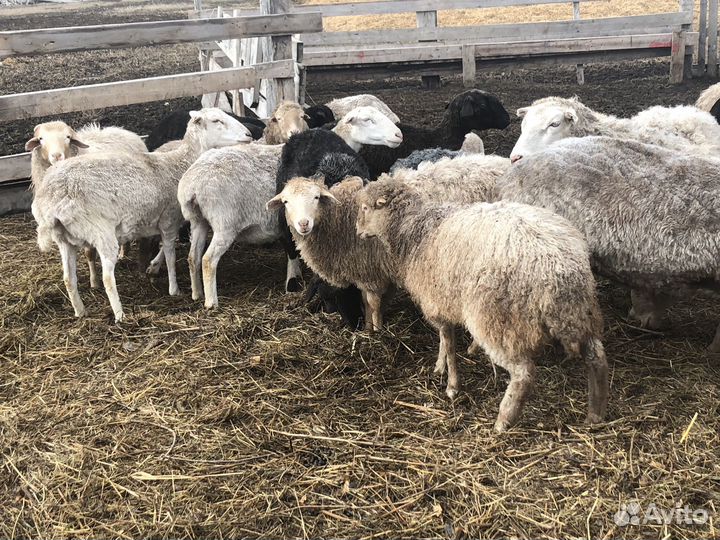 Продам Баранов