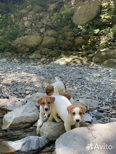 Джек Рассел терьер