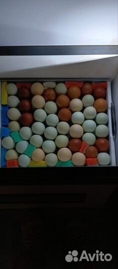 Инкубационное яйцо кур несушек доминант s-109