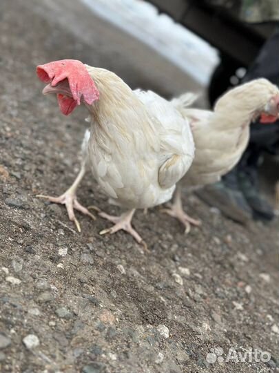 Куры несушки розница и опт