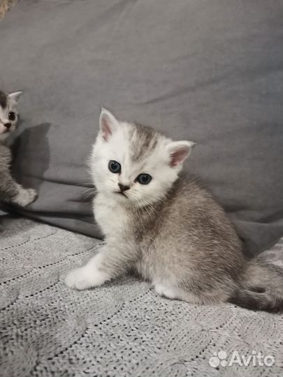 Шотландские