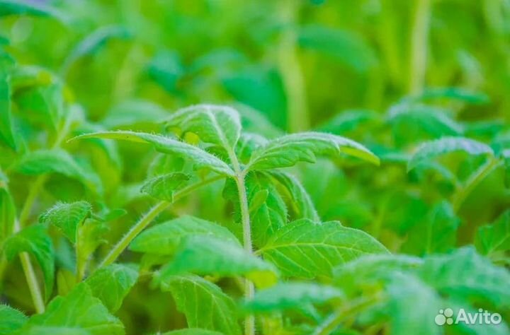 Рассада томатов