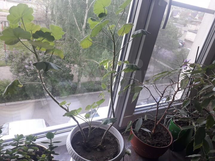 3-к. квартира, 74 м², 3/10 эт.