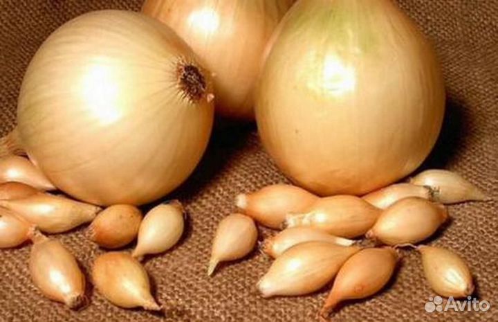 Лук севок