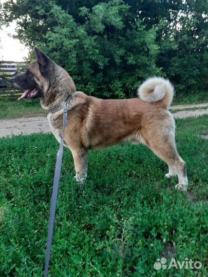 Вязка. Акита