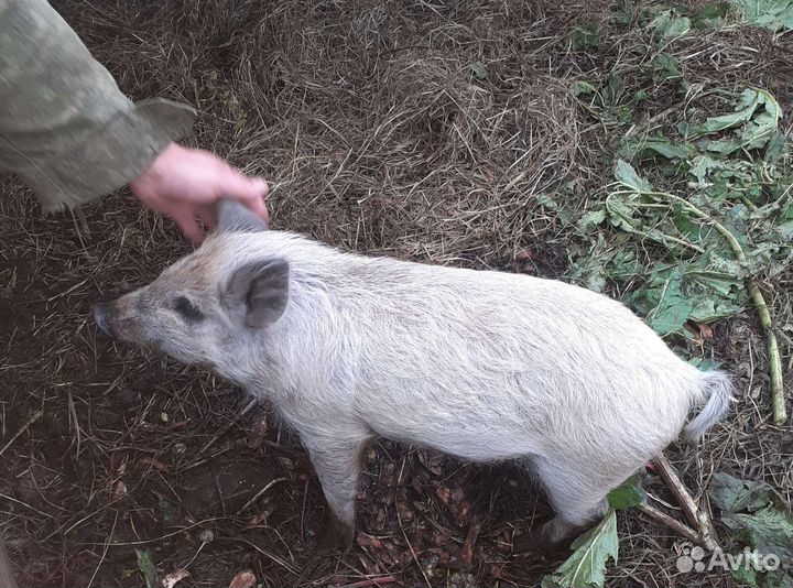 Венгерская мангалица