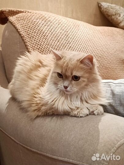 Кошачьи усы