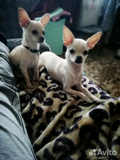 Передержка собак и грызунов,птиц на д