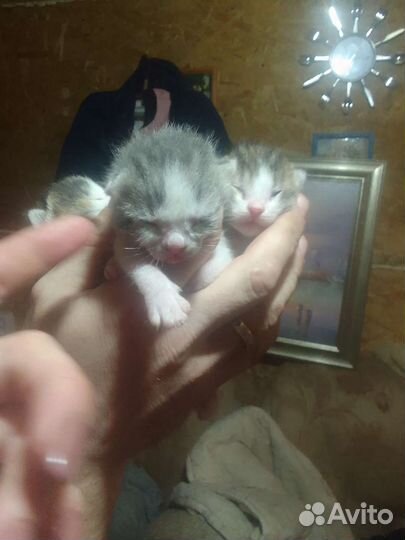 Котята в добрые руки бесплатно