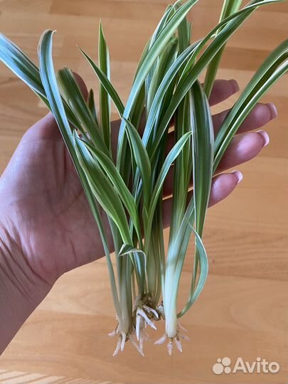 Хлорофитум