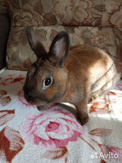 Декоративные карликовые кролики