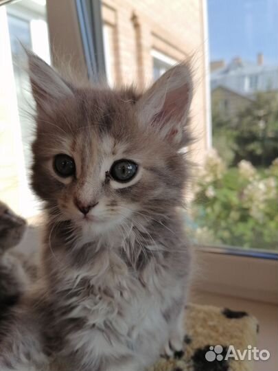 Кошки в добрые руки