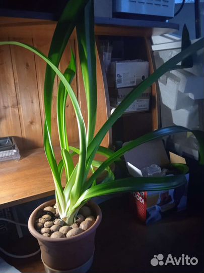 Гипераструм