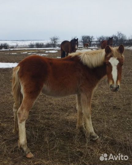 Лошади жеребята