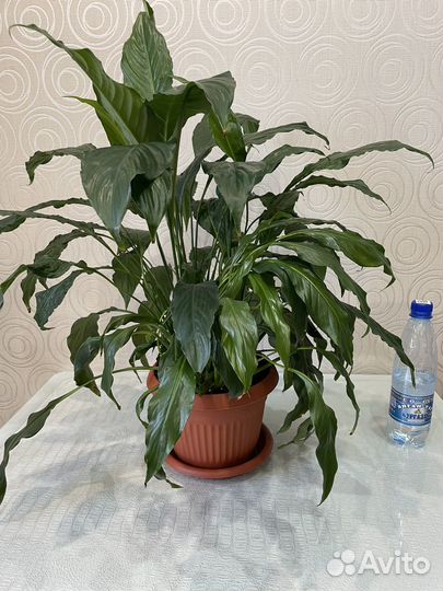 Спатифиллум