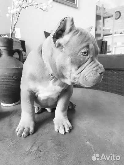 Американский булли Николас