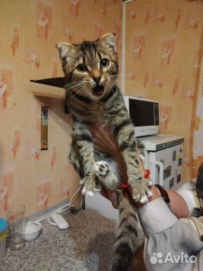 Кошки вислоухие