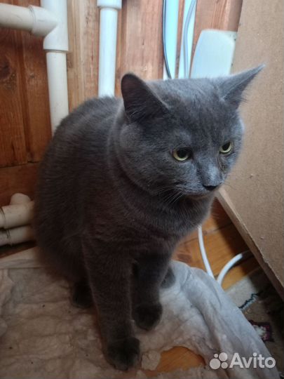 Кошки Курильский бобтейл. Владимирская обл