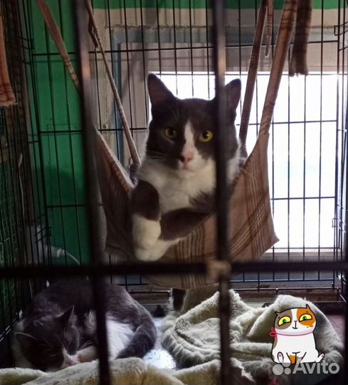 Отдаем кота в добрые руки