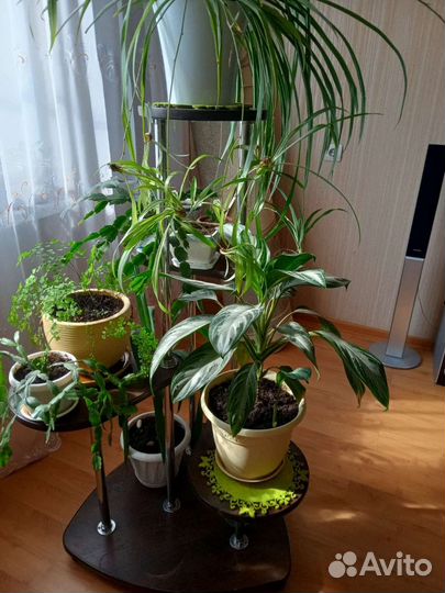 Кордилина