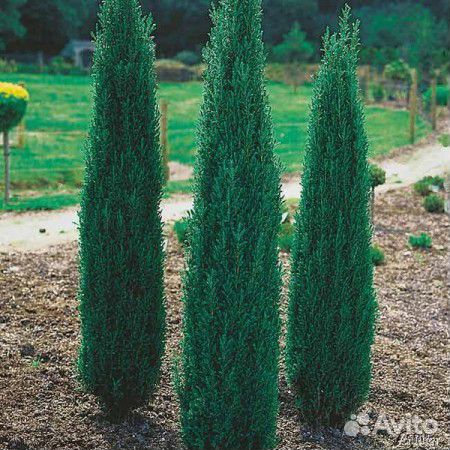Juniperus communis Sentinel 25см