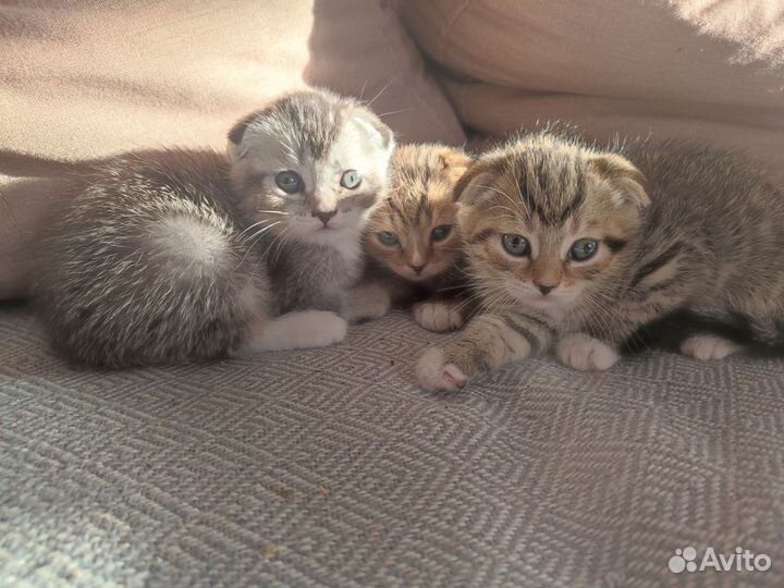 Британские вислоухие котята