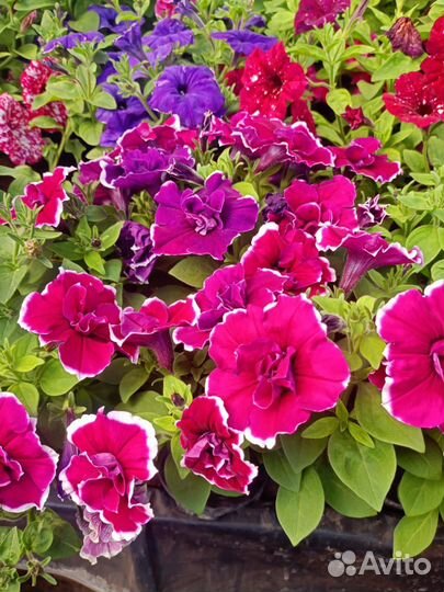 Ампельная петунья
