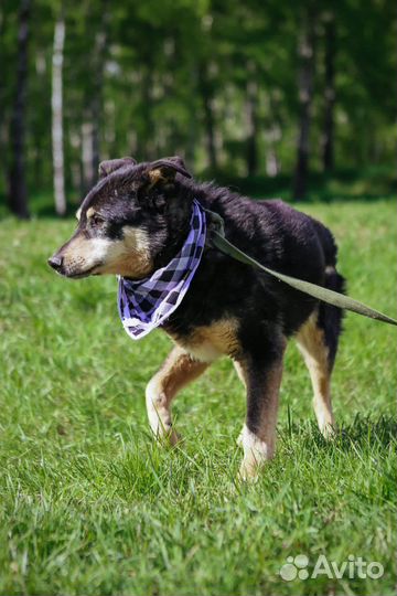 Собаке Зосе нужен шанс