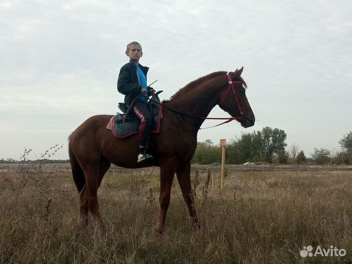 Жеребец обмен