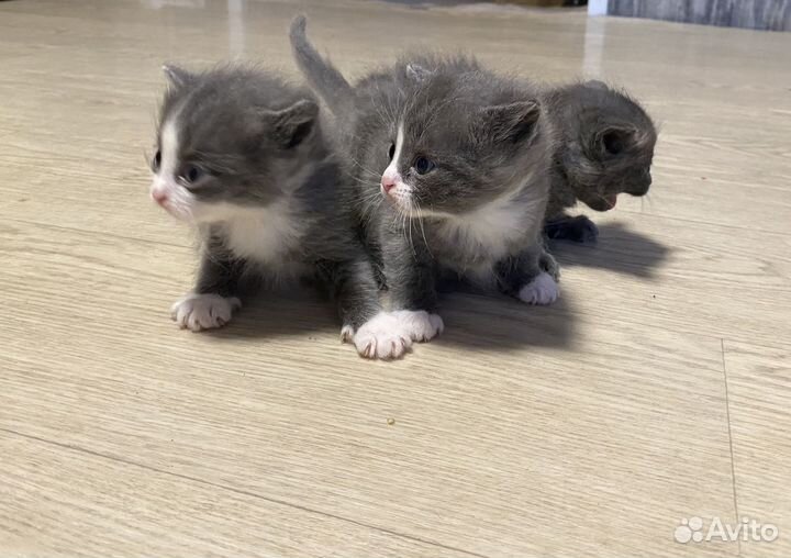 Котята в добрые руки