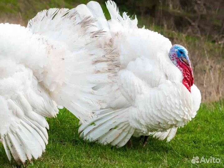 Индюшата биг 6 и хайбрид конвертер