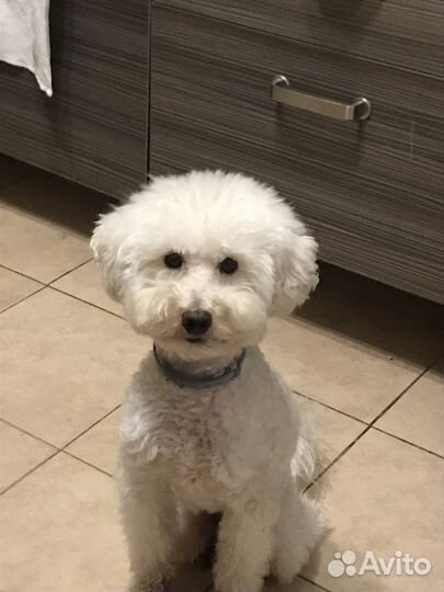 Выгульщик собак с 14 лет