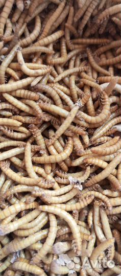 Корм для стрижей высокого качества